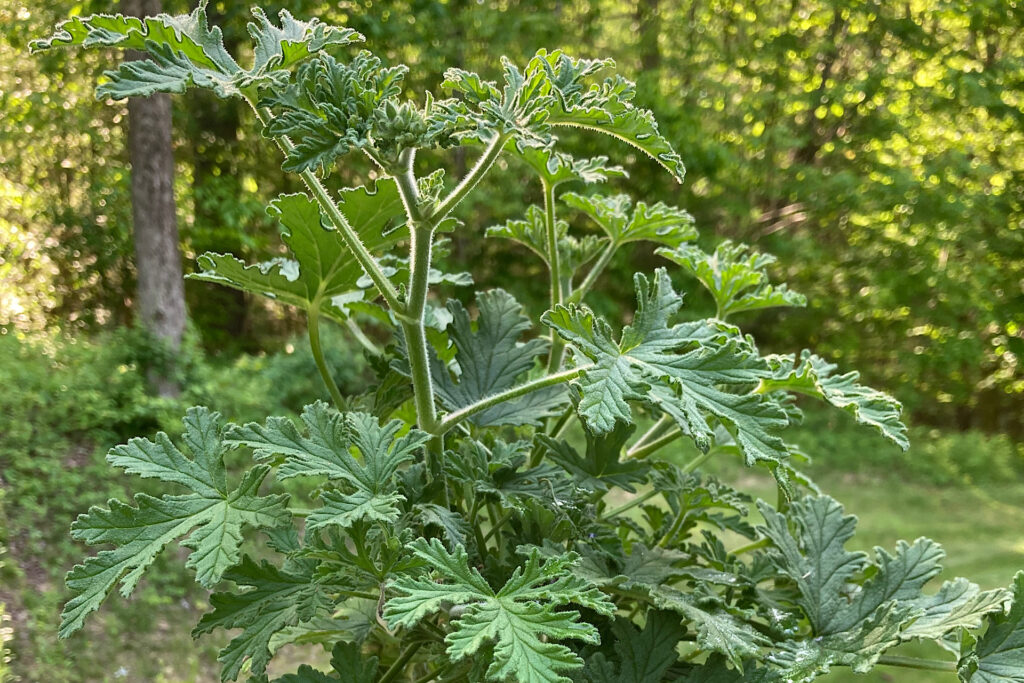 Sevena Geranium Seven Patio Plants that Deter Mosquitoes - latebloomerinbakerville