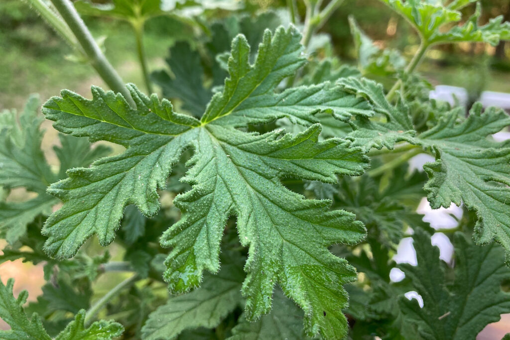 Sevena Geranium Seven Patio Plants that Deter Mosquitoes - latebloomerinbakerville